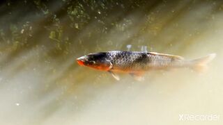 Fish in water