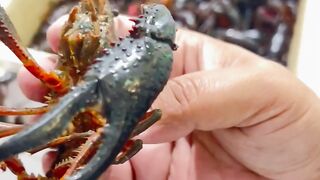 Crayfish -crawfish |small lobster