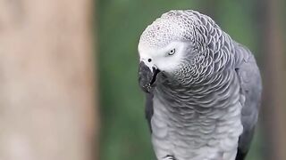 Talking parrot