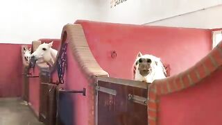 The cutest little toddler horse rider and her pony