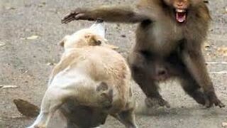 Dog funny fight with Monkey