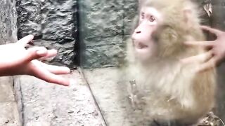 Funny monkey