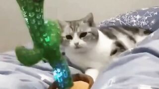 dancing cat