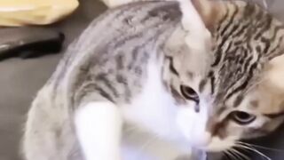 Amazing cat