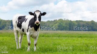COW QURBANI 2022