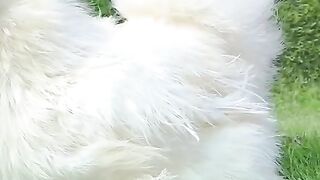 Silki Chicken
