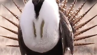 Rare animal in the world ????. What is this ????????. Respect.