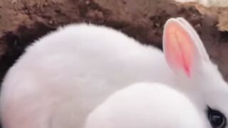 Very cute little Rabbit