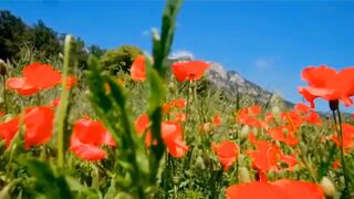 Surah Rahman Full Fast Recitation with urdu Translation Qari Abdul Basit