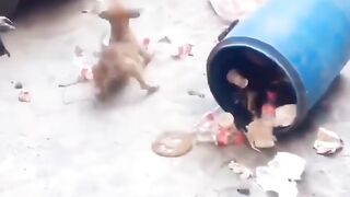 Funny dog ???? with monkey ????