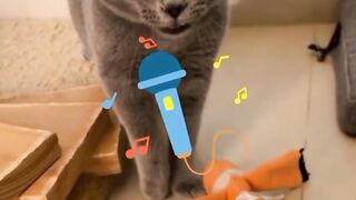 Cat singing mood (funny cat music video) cat videos????