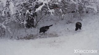Cock in Forest