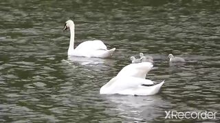 Duck is a pet bird