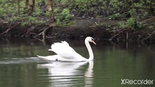 Pet duck