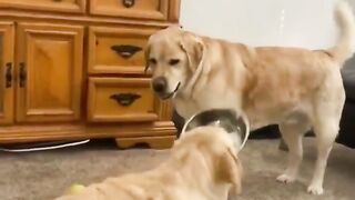 Funniest Animal Fails Compilation
