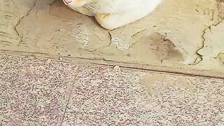 Stray Cats in Relaxing Mood ????