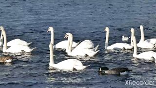 Duck on sea and eat by big fish sometimes