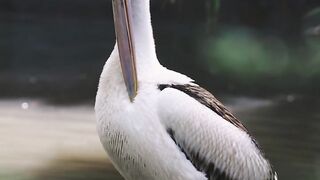 Nature And Wildlife Video – Bird and animal is beautiful creature on our planet
