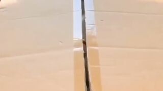 Cute Small baby Cats