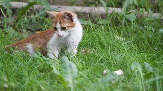 Baby cats cat and funny cat videos compaction #1