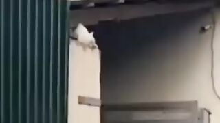 Cat trust on her best video on Febspot