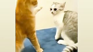 "Feline Frenzy: A Comprehensive Guide to Understanding and Caring for Your Cat"
