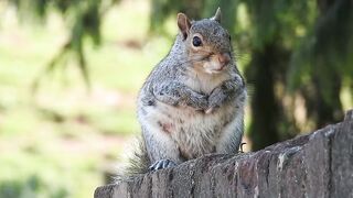 Squirrel life