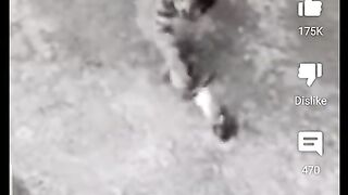 Funny cat video