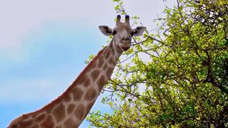 Animal video#Febspot#