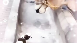 Cute dog