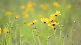 Beautifull video Beautifull voice