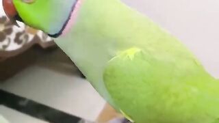 Talking parrot