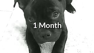 Man's Best Friend: The Loyalty and Love of Dogs"