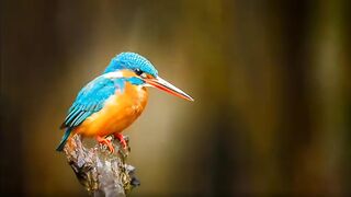 Beautiful birds