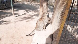 Street cat playing with me