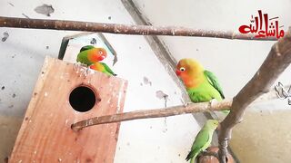 Soft food for breeder birds.