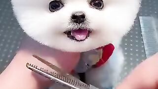 Cute puppy