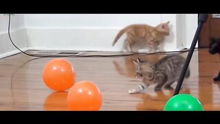 Funny and cute cats and dogs