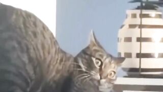 Angry cat funny videos???? Cute Cat funny Video