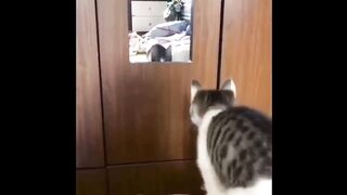 FUNNIEST CATS AND DOGS