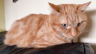 Cat Lying on Black Leather