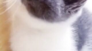 So cut cat and funny amazing