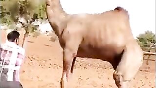 #camel #dancing with a #man #febpostshorts #febpostvideos #world #funnyshorts #funnyvideos #interesting #amazing #wonderful