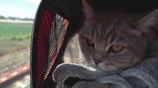Adorable Cat Travelling