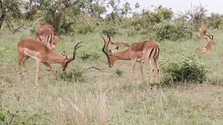 Deer playing with Deer.