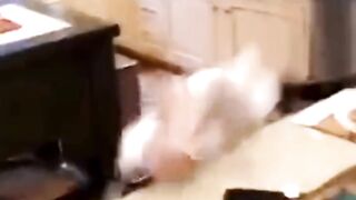 Funny Cats video Clips