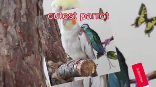 funny beautiful birds
