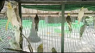 Cocktail birds singing