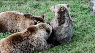 European brown bear