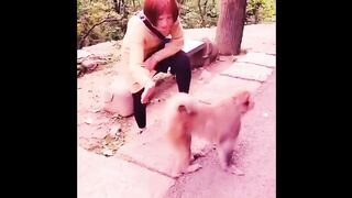 Girls & monkey fight